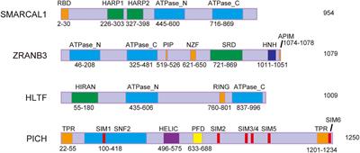 Replication Fork Reversal and Protection